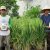 FOTO PETANI BIOSRIMS FOTO PETANI BIOSRIMS